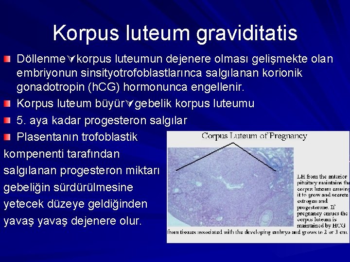 Korpus luteum graviditatis Döllenme korpus luteumun dejenere olması gelişmekte olan embriyonun sinsityotrofoblastlarınca salgılanan korionik
