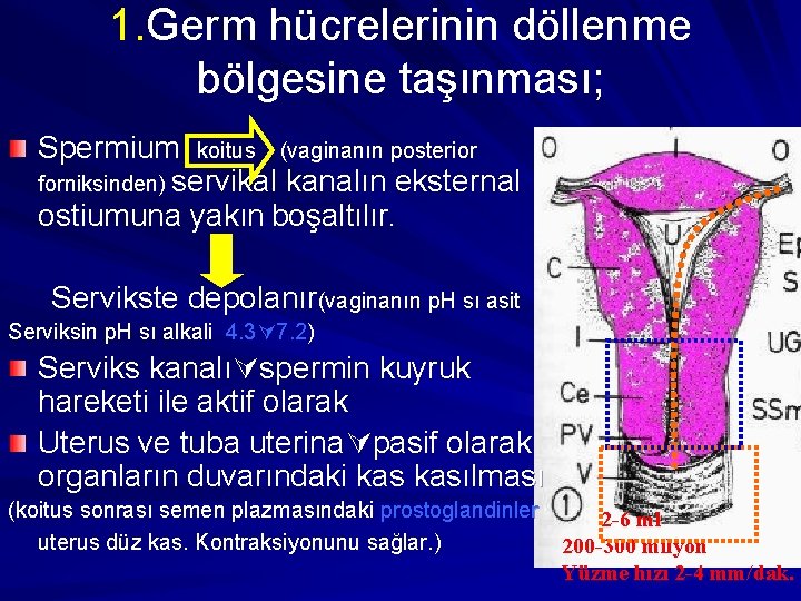 1. Germ hücrelerinin döllenme bölgesine taşınması; Spermium koitus (vaginanın posterior forniksinden) servikal kanalın eksternal