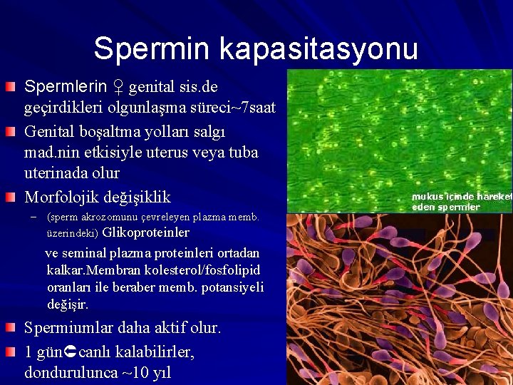 Spermin kapasitasyonu Spermlerin ♀ genital sis. de geçirdikleri olgunlaşma süreci~7 saat Genital boşaltma yolları