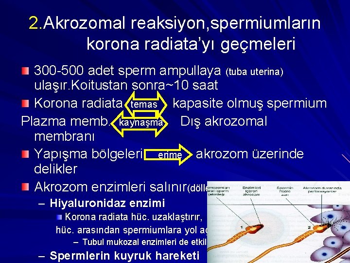 2. Akrozomal reaksiyon, spermiumların korona radiata’yı geçmeleri 300 -500 adet sperm ampullaya (tuba uterina)