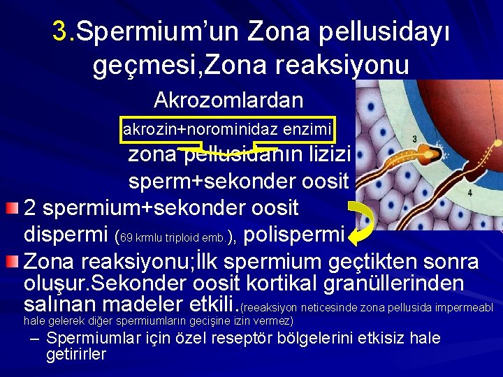 3. Spermium’un Zona pellusidayı geçmesi, Zona reaksiyonu Akrozomlardan akrozin+norominidaz enzimi zona pellusidanın lizizi sperm+sekonder