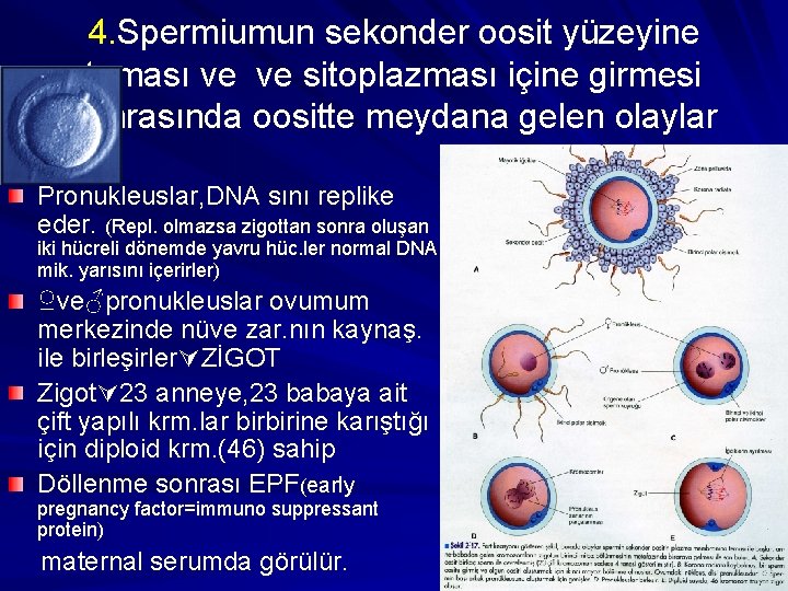 4. Spermiumun sekonder oosit yüzeyine teması ve ve sitoplazması içine girmesi sonrasında oositte meydana