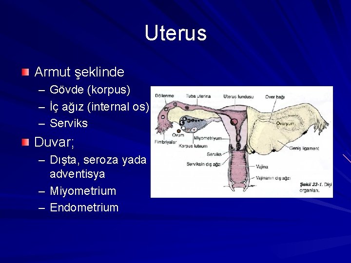 Uterus Armut şeklinde – Gövde (korpus) – İç ağız (internal os) – Serviks Duvar;