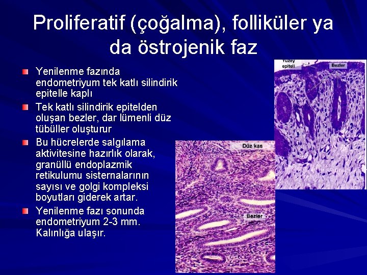 Proliferatif (çoğalma), folliküler ya da östrojenik faz Yenilenme fazında endometriyum tek katlı silindirik epitelle