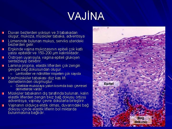 VAJİNA Duvarı bezlerden yoksun ve 3 tabakadan oluşur; mukoza, müsküler tabaka, adventisya Lümeninde bulunan