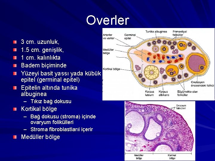 Overler 3 cm. uzunluk, 1. 5 cm. genişlik, 1 cm. kalınlıkta Badem biçiminde Yüzeyi