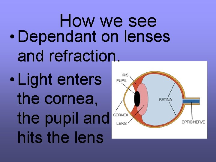 How we see • Dependant on lenses and refraction. • Light enters the cornea,