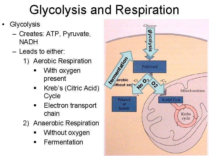 Glycolysis and Respiration 2 O No 2 O fer me nt ati on glycolysis