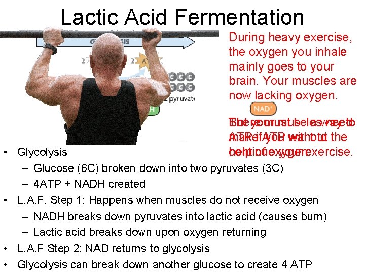 Lactic Acid Fermentation During heavy exercise, the oxygen you inhale mainly goes to your