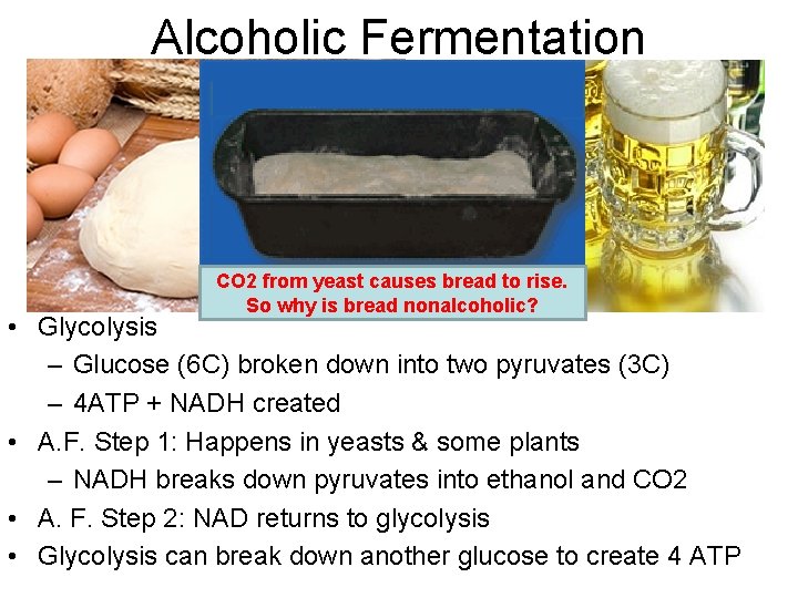 Alcoholic Fermentation CO 2 from yeast causes bread to rise. So why is bread