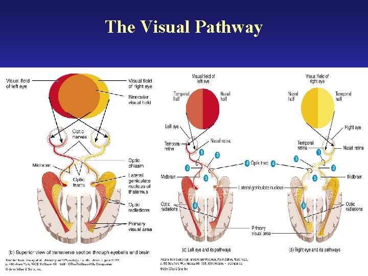 The Visual Pathway 