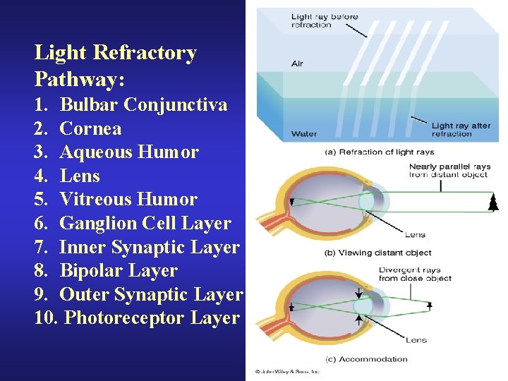 Light Refractory Pathway: 1. Bulbar Conjunctiva 2. Cornea 3. Aqueous Humor 4. Lens 5.