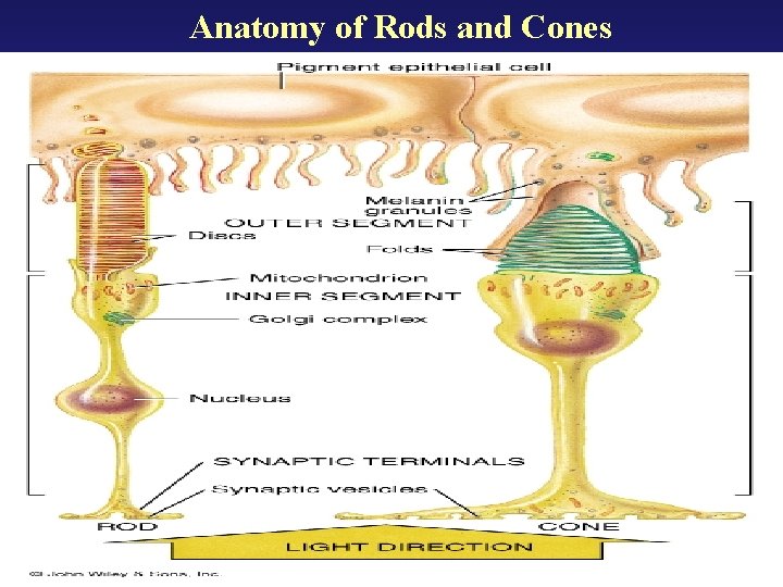 Anatomy of Rods and Cones 