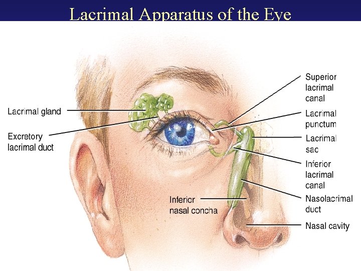 Lacrimal Apparatus of the Eye 