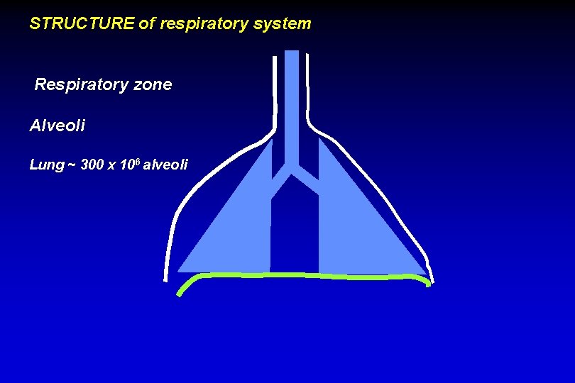 STRUCTURE of respiratory system Respiratory zone Alveoli Lung ~ 300 x 106 alveoli 