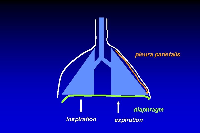 pleura parietalis diaphragm inspiration expiration 