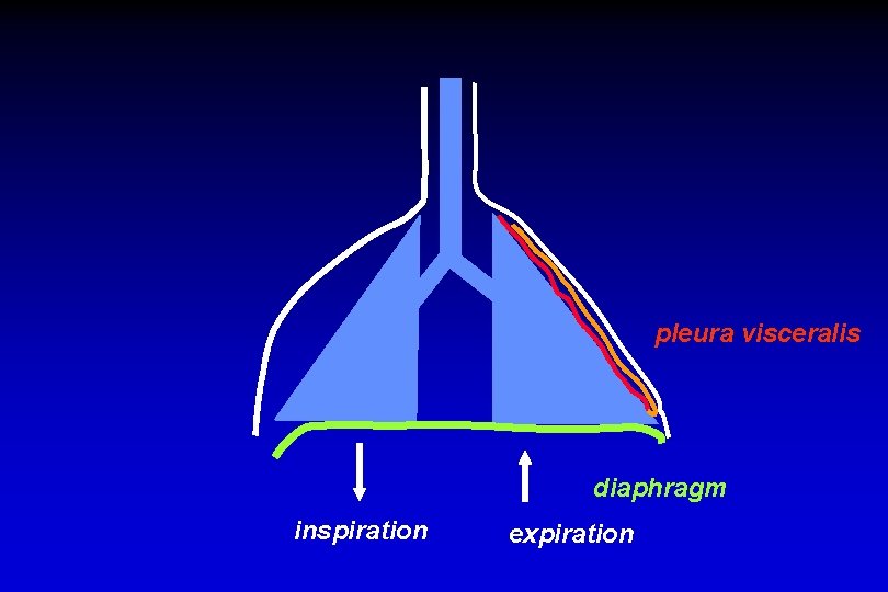 pleura visceralis diaphragm inspiration expiration 