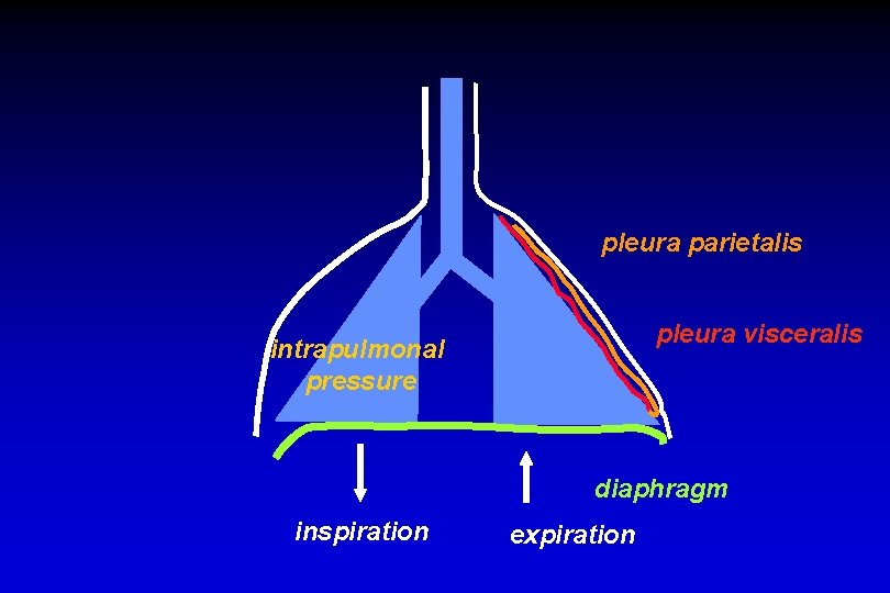 pleura parietalis pleura visceralis intrapulmonal pressure diaphragm inspiration expiration 