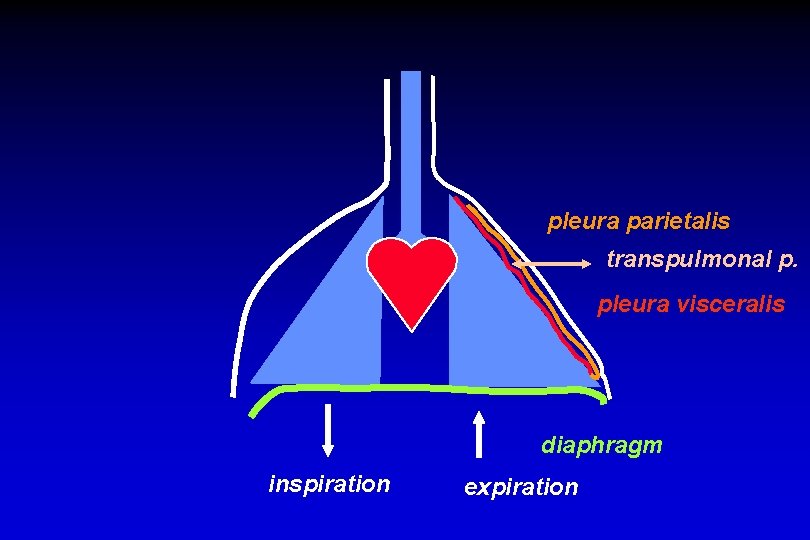 pleura parietalis transpulmonal p. pleura visceralis diaphragm inspiration expiration 