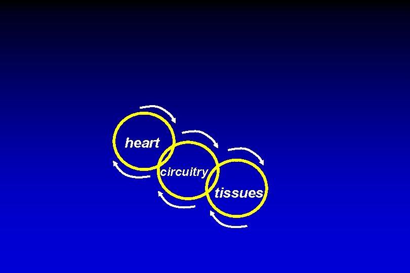 heart circuitry tissues 