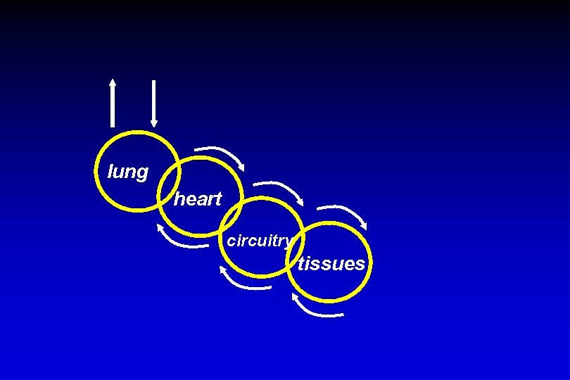 lung heart circuitry tissues 