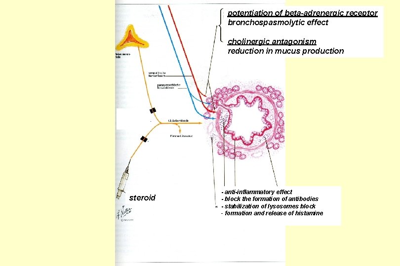 potentiation of beta-adrenergic receptor bronchospasmolytic effect cholinergic antagonism reduction in mucus production steroid -