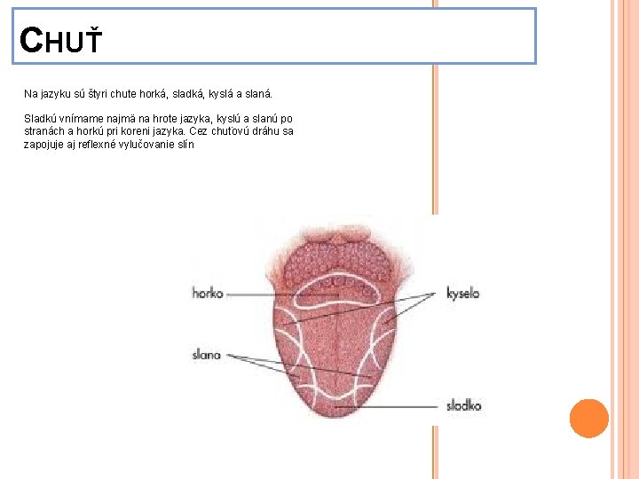 CHUŤ Na jazyku sú štyri chute horká, sladká, kyslá a slaná. Sladkú vnímame najmä
