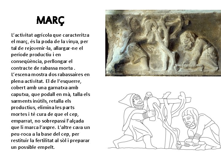 MARÇ L’activitat agrícola que caracteritza el març, és la poda de la vinya, per