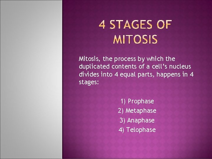 Mitosis, the process by which the duplicated contents of a cell’s nucleus divides into Mitosis, the process by which the duplicated contents of a cell’s nucleus divides into