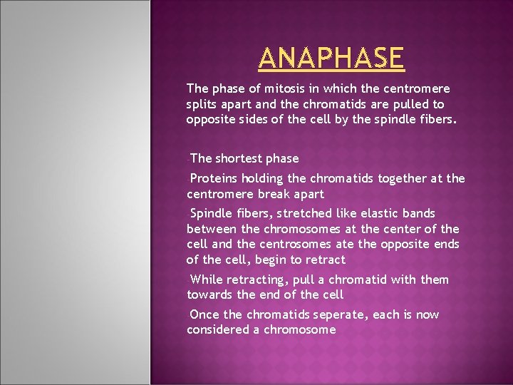 ANAPHASE The phase of mitosis in which the centromere splits apart and the chromatids ANAPHASE The phase of mitosis in which the centromere splits apart and the chromatids