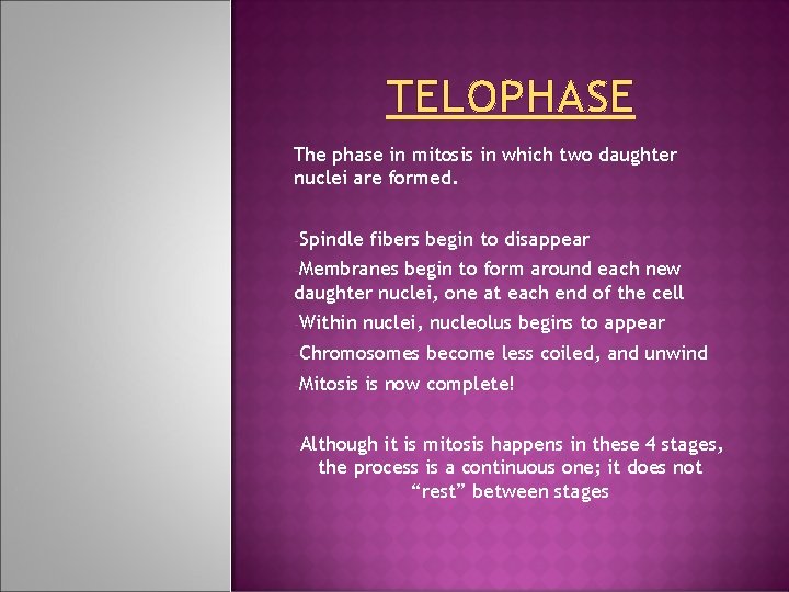 TELOPHASE The phase in mitosis in which two daughter nuclei are formed. -Spindle fibers TELOPHASE The phase in mitosis in which two daughter nuclei are formed. -Spindle fibers