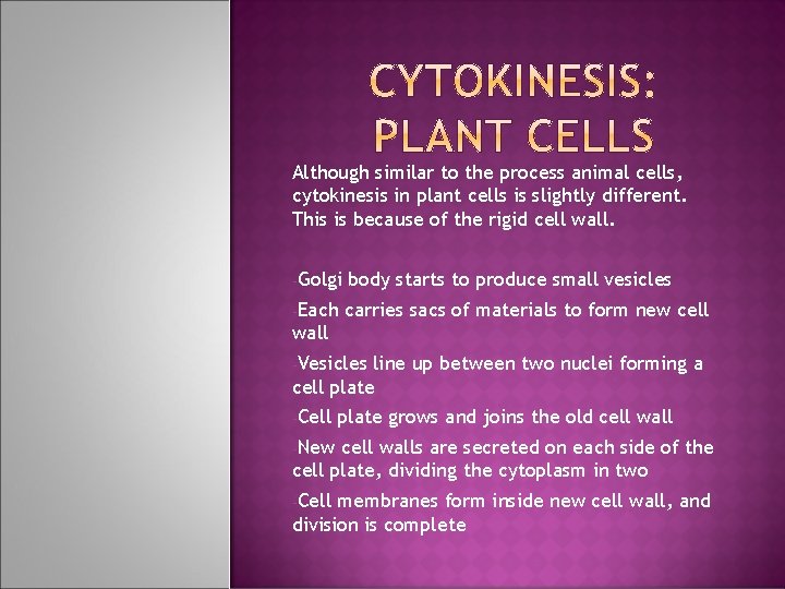 Although similar to the process animal cells, cytokinesis in plant cells is slightly different. Although similar to the process animal cells, cytokinesis in plant cells is slightly different.