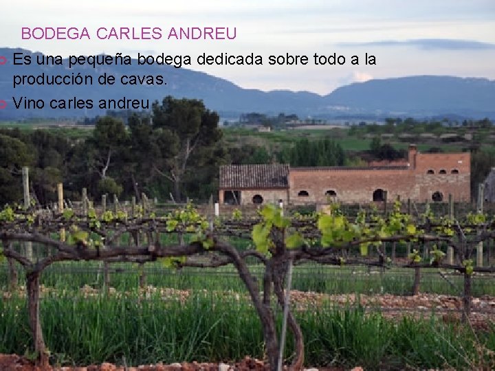 BODEGA CARLES ANDREU Es una pequeña bodega dedicada sobre todo a la producción de