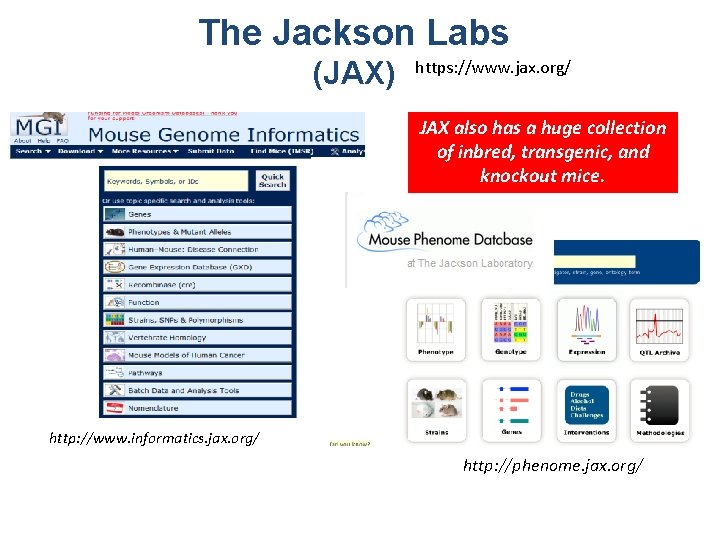 The Jackson Labs (JAX) https: //www. jax. org/ JAX also has a huge collection