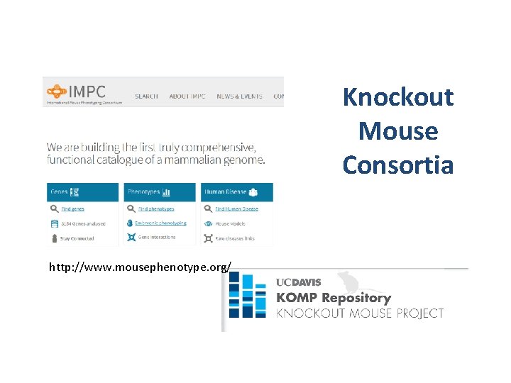 Knockout Mouse Consortia http: //www. mousephenotype. org/ 