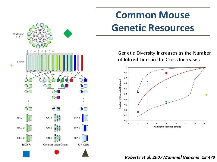 Common Mouse Genetic Resources + Genetic Diversity Increases as the Number of Inbred Lines