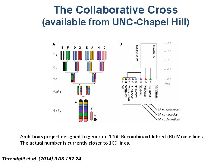 The Collaborative Cross (available from UNC-Chapel Hill) Ambitious project designed to generate 1000 Recombinant