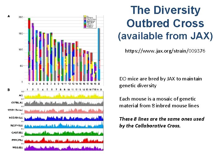 The Diversity Outbred Cross (available from JAX) https: //www. jax. org/strain/009376 DO mice are