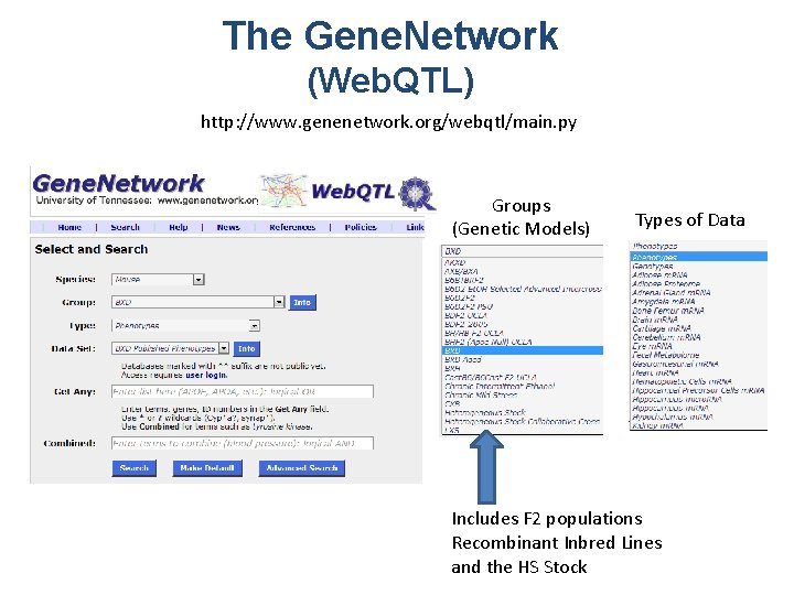 The Gene. Network (Web. QTL) http: //www. genenetwork. org/webqtl/main. py Groups (Genetic Models) Types