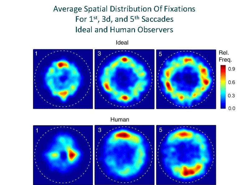 Average Spatial Distribution Of Fixations For 1 st, 3 d, and 5 th Saccades