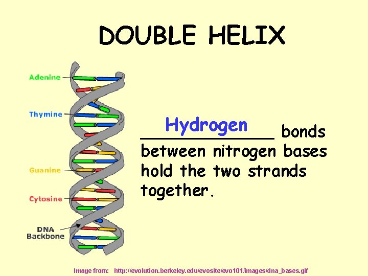 DOUBLE HELIX Hydrogen _______ bonds between nitrogen bases hold the two strands together. Image