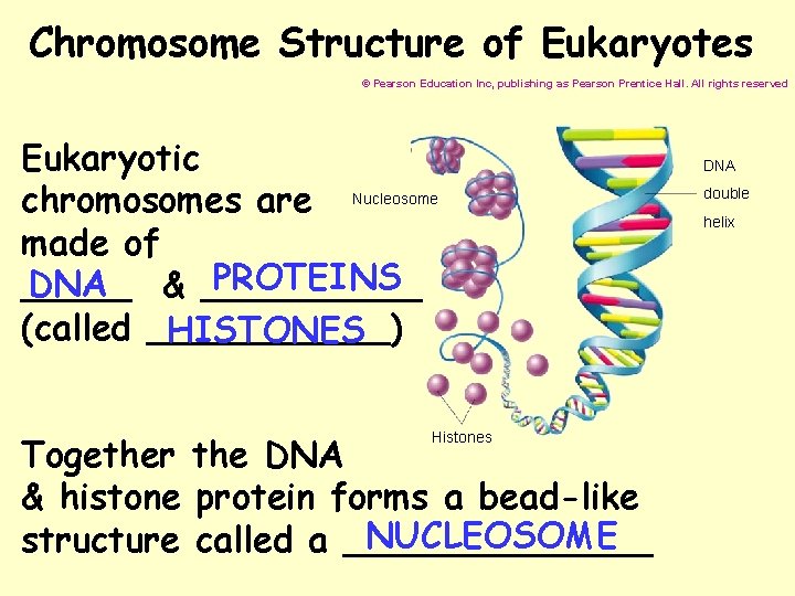 Chromosome Structure of Eukaryotes © Pearson Education Inc, publishing as Pearson Prentice Hall. All