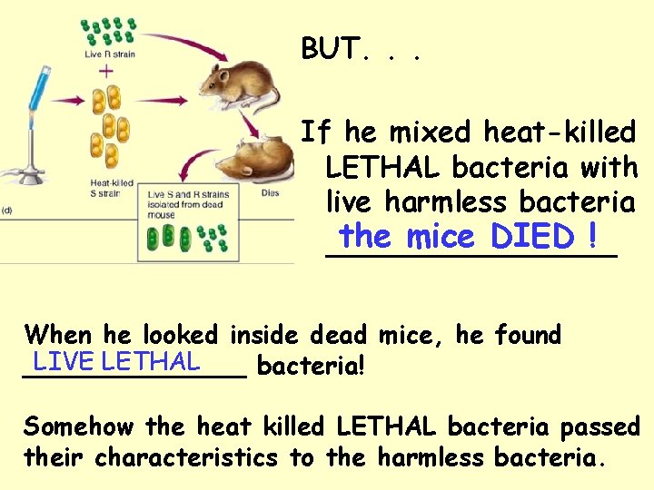 BUT. . . If he mixed heat-killed LETHAL bacteria with live harmless bacteria the