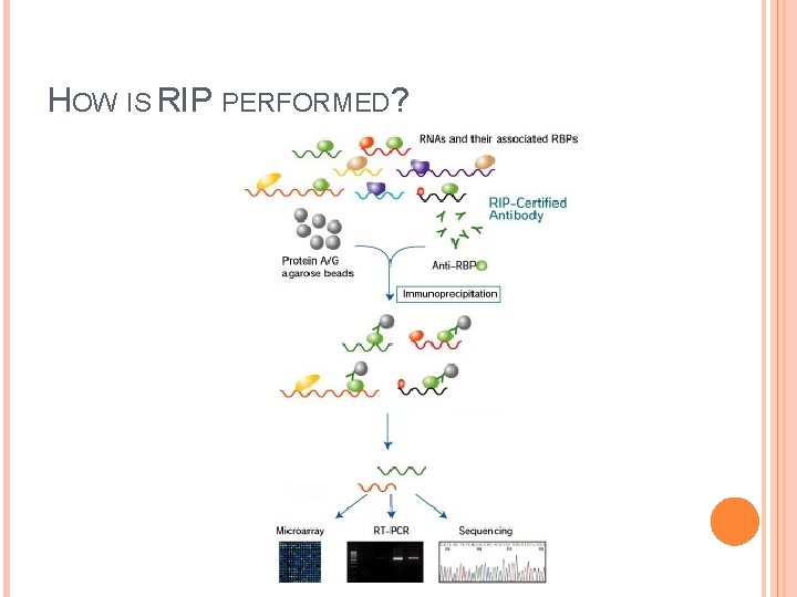 HOW IS RIP PERFORMED? 