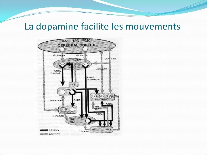 La dopamine facilite les mouvements 