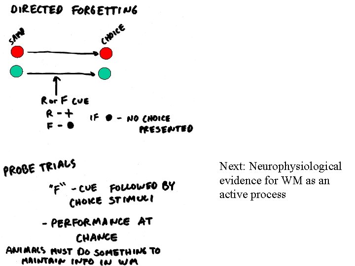 Next: Neurophysiological evidence for WM as an active process 