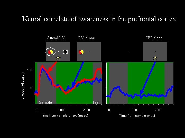 Neural correlate of awareness in the prefrontal cortex Attend “A” alone “B” alone 100
