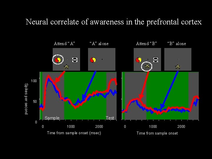 Neural correlate of awareness in the prefrontal cortex Attend “A” alone Attend “B” alone