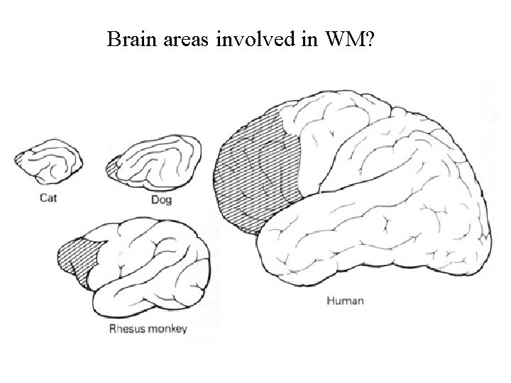 Brain areas involved in WM? 