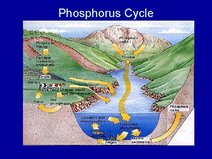 Phosphorus Cycle 